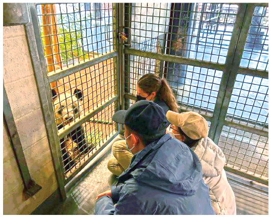 北京动物园工作人员和孟菲斯动物园工作人员一起同“丫丫”增进熟悉度(4月11日摄)。