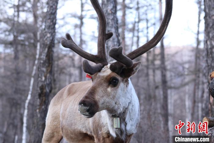 中国最后一支使鹿部落预计今春产驯鹿宝宝300余头