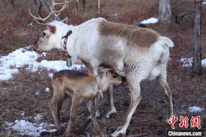 图为刚出生的小驯鹿追着妈妈要奶喝。　王郑胤 摄