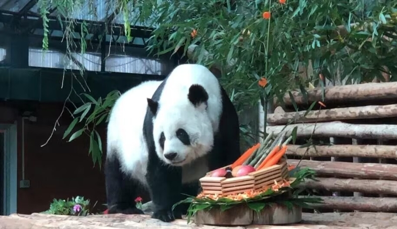 大熊猫“林惠”。（图源：央视新闻）