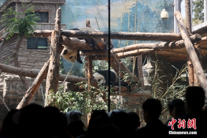 5月3日，“五一”假期最后一天，众多游客前往北京动物园大熊猫馆观赏憨态可掬的大熊猫。<a target='_blank' href='/'>中新社</a>记者 易海菲 摄