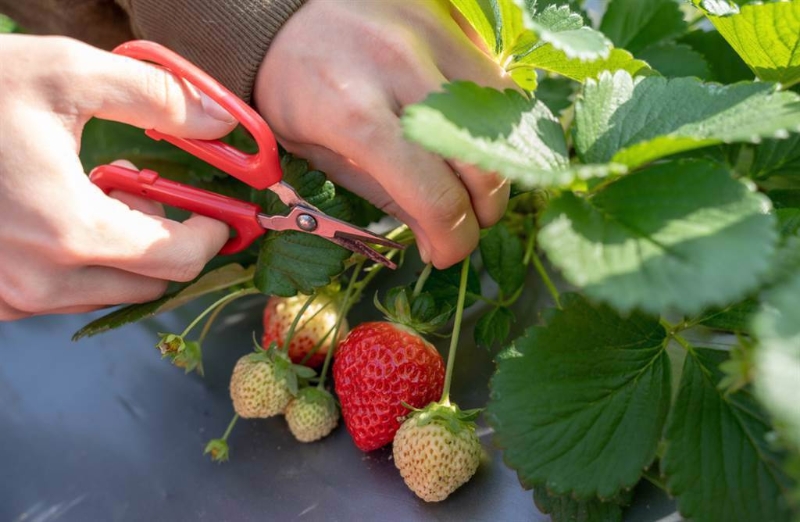 去年曾传美、加两国有机草莓致A肝爆发！近期则有日本要求放宽农药残留标准议题发烧。（示意图／Shutterstock） 图片来源：台湾“中时新闻网”