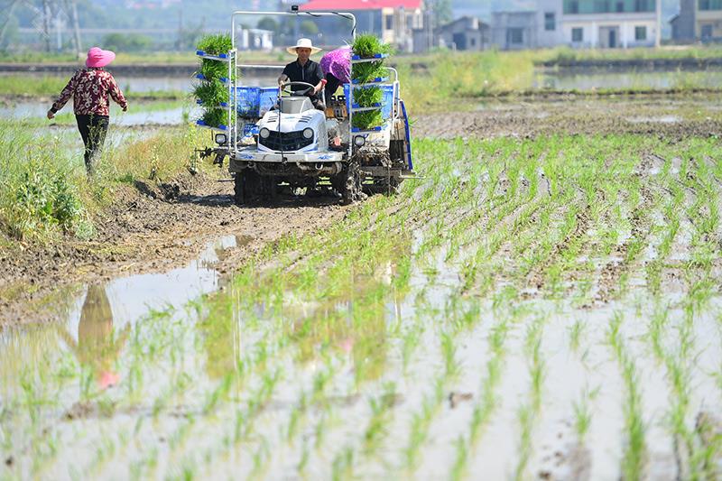 △2023年4月26日，湖南湘潭市雨湖区姜畲镇易建河村的一处高标准农田，农民驾驶插秧机插秧。