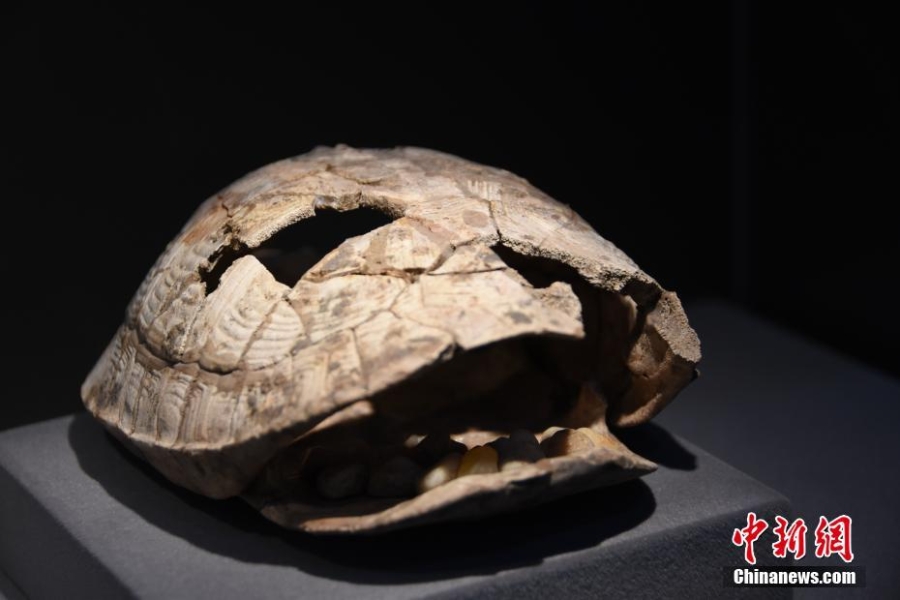 賈湖遺址博物館“亮相” 骨笛等逾400件文物集中展出