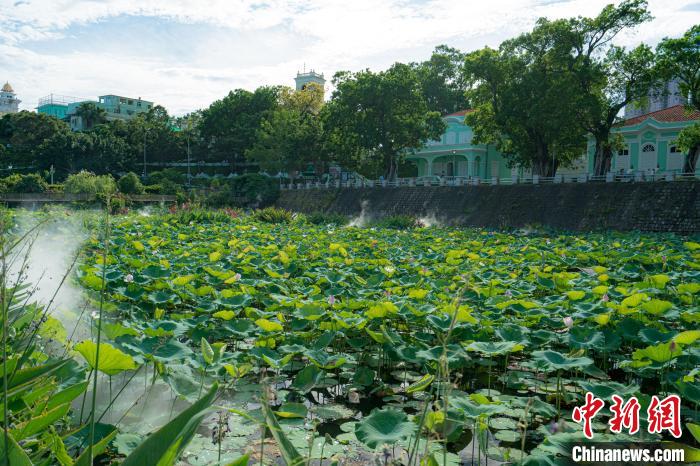 第23届澳门荷花节将于6月举办