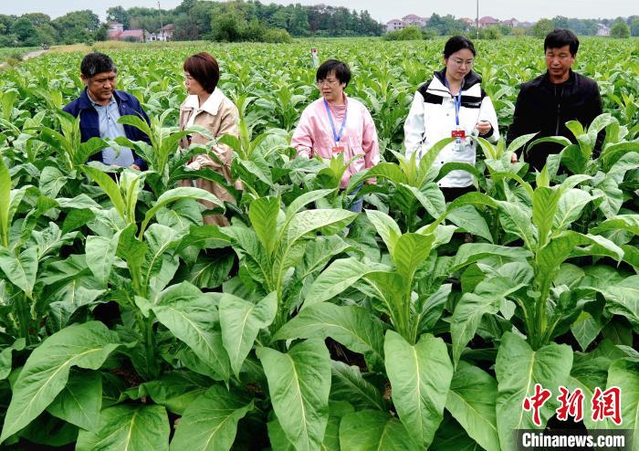 红土地上振兴路：“烟稻轮作”鼓起农民“钱袋子”