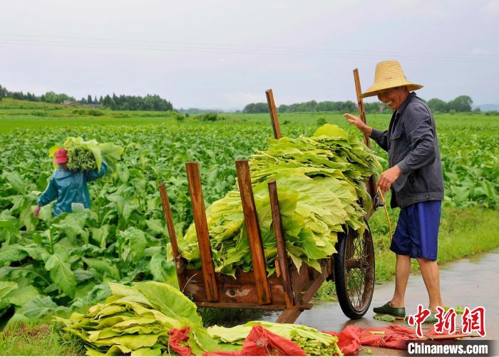 图为在江西省吉安市安福县严田镇山背村，烟农正在采收烟叶。　安福县烟草专卖局供图