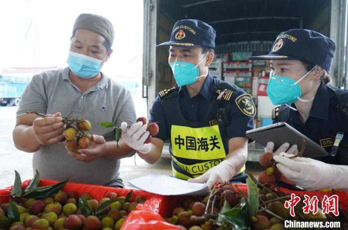 拱北海关助推高州荔枝搭上供澳“直通车”