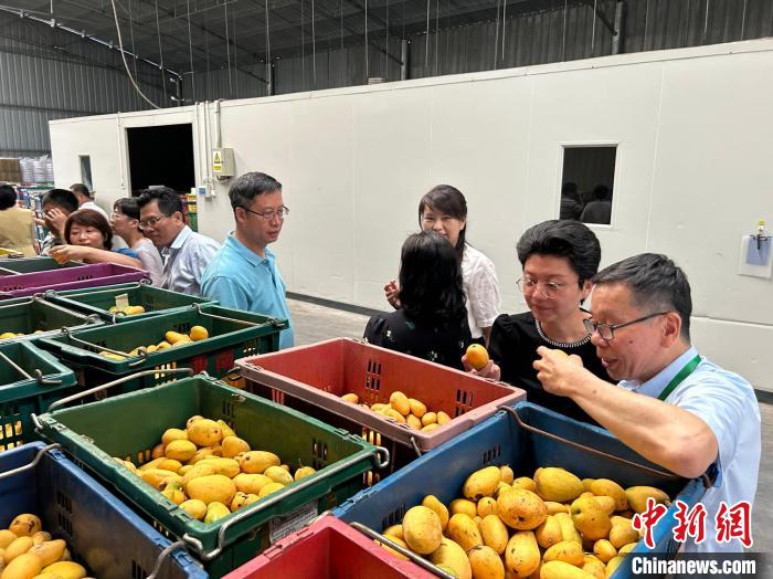 圖為臺籍代表委員走進台資企業海南鮮友食品有限公司工廠參觀調研。　符宇群 攝