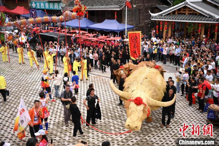 廣西龍勝“敬牛”民俗活動精彩紛呈