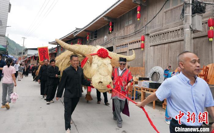 5月27日，在广西龙胜各族自治县马堤乡，当地苗族民众牵着“牛王”巡游。　韦吉阳 摄