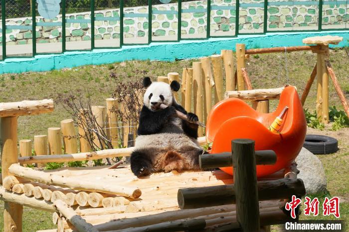 大熊猫思嘉在全新打造的栖身架上吃竹子 同晗杰 摄
