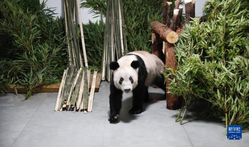 5月29日，大熊猫“丫丫”回到北京植物园。新华网发（付卓新 摄）
