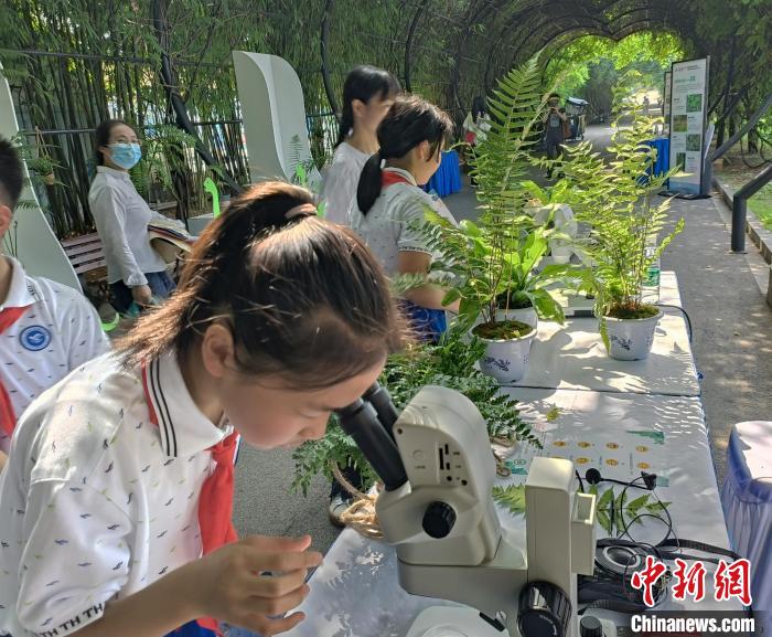 一位学生正在用显微镜观察蕨类植物。　唐小晴 摄