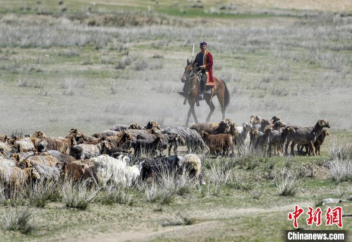 牧民趕著牲畜，將沿著古老的“千里牧道”向水草豐沛的高山夏季牧場轉移。