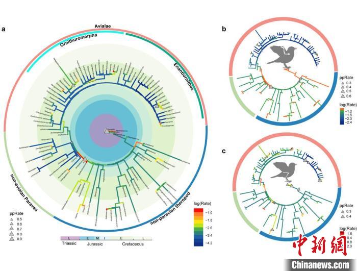 中生代兽脚类恐龙(包括鸟类)的肢骨演化速率。　王敏 供图