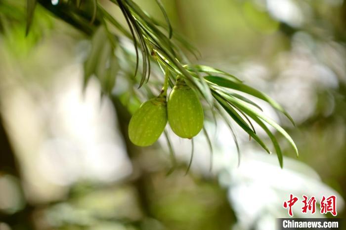 五里坡国家级自然保护区发现穗花杉重庆最大种群