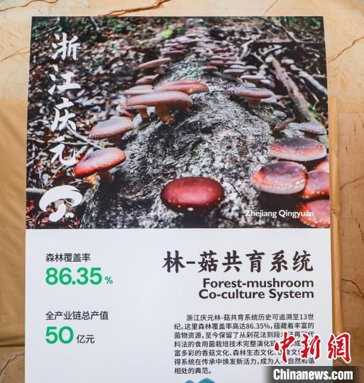 “林—菇共育系统” 庆元县委宣传部 供图
