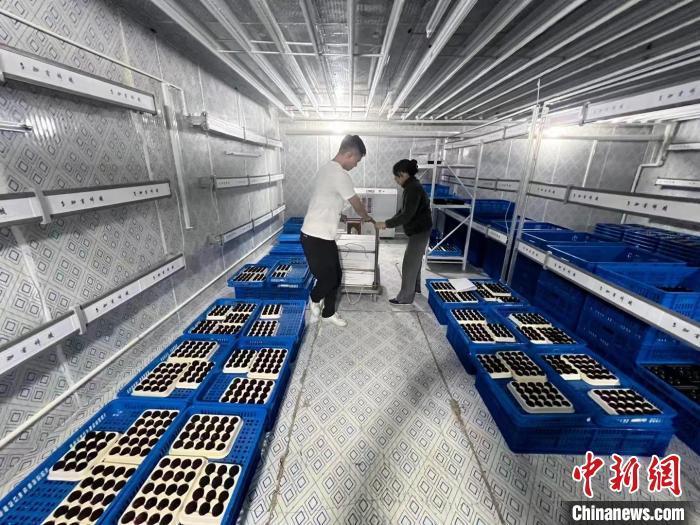 杨梅种植户在冷库中打包杨梅。(资料图) 　张光剑供图