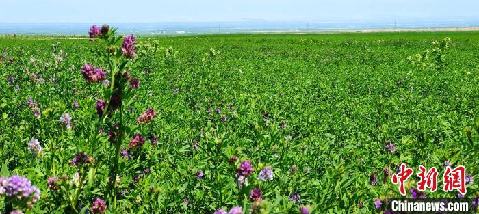 新疆察布查尔县逾6万亩牧草紫花苜蓿收割忙