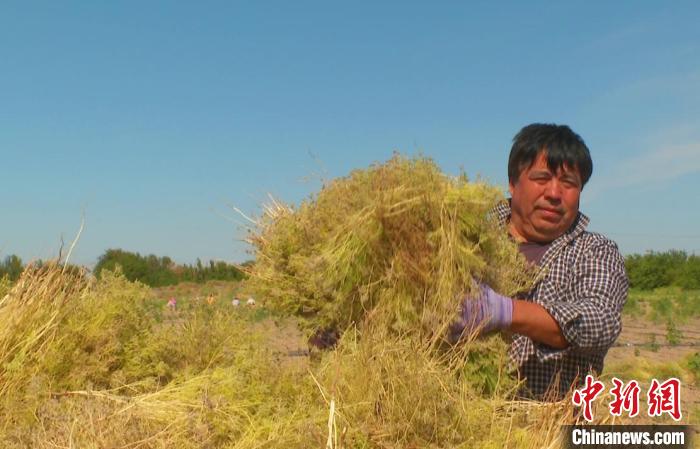 新疆托克遜縣：千畝孜然迎豐收鼓起農民“錢袋子”