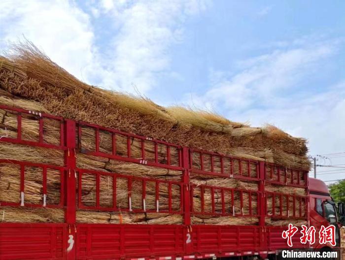 龍柳枝條運往外地銷售。(資料圖) 大鹿莊鄉東漢村供圖