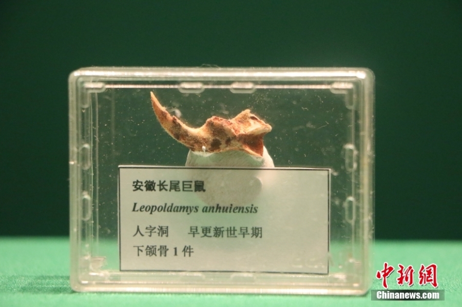 《亞歐大陸最早的人類遺存——人字洞考古發掘二十五週年成果特展》開展