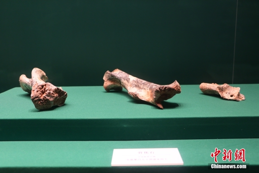 《亚欧大陆最早的人类遗存——人字洞考古发掘二十五周年成果特展》开展
