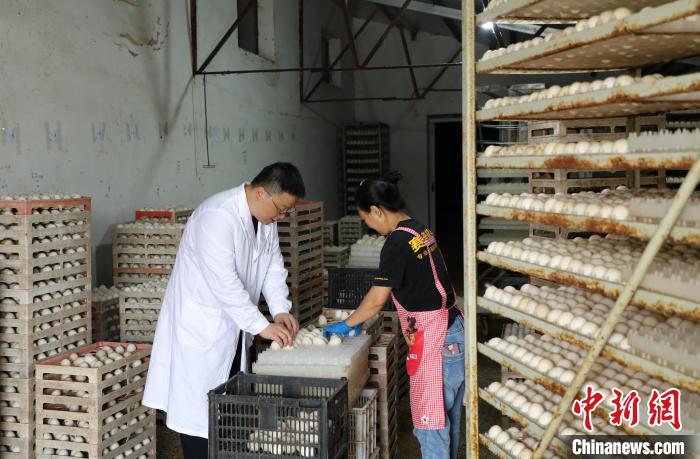 王勇在肥西县铭传乡明航养殖基地检查用于孵化的鸭蛋。　肥宣 摄
