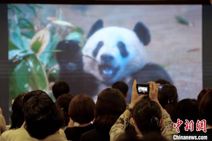 由中国驻东京旅游办事处和东京中国文化中心共同主办的大熊猫“香香”生日会在日本东京举办 蒋文月 摄