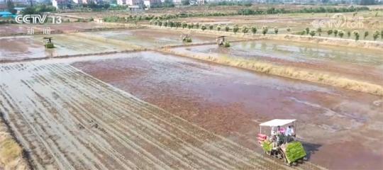 水稻夏种正在妨碍 多种种植方式为秋粮歉收奠基根基