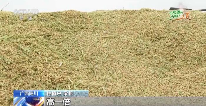 收种子以及收食粮有甚么差距？制种稻有何优势？谜底来了