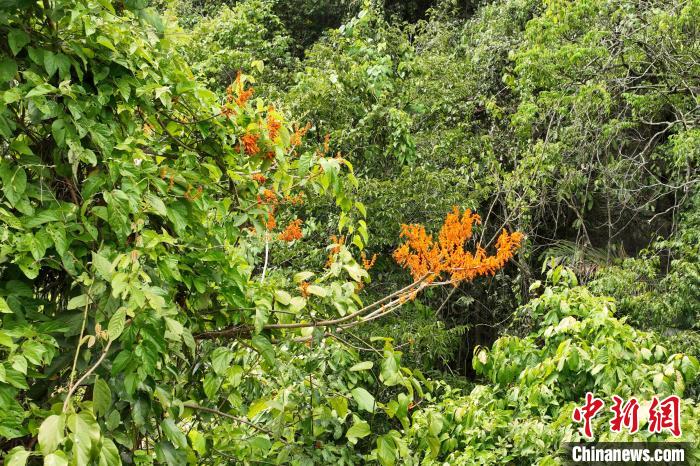 广西弄岗保护区首次发现极度濒危植物广西火桐