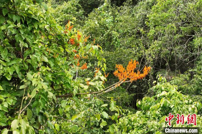 广西弄岗呵护区初次发现颇为濒危植物广西火桐