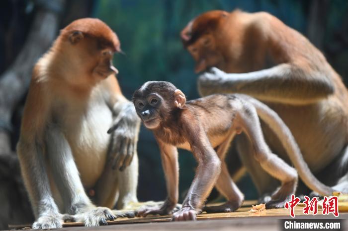 广州长隆野生动物世界引进濒危物种长鼻猴7年以来，族群每年都在壮大。　陈骥旻 摄