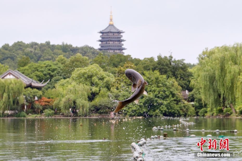 杭州西湖“鱼跃龙门”吸引游人
