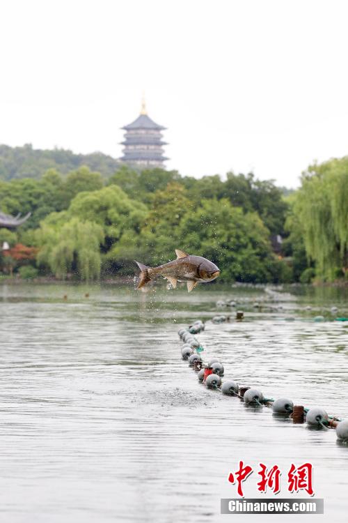 杭州西湖“鱼跃龙门”吸引游人