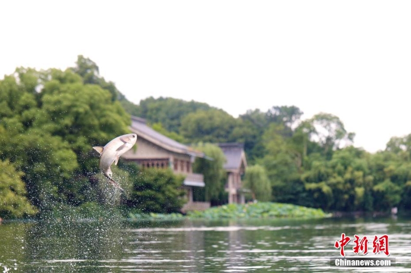 杭州西湖“鱼跃龙门”吸引游人