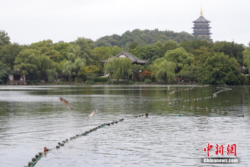 杭州西湖“鱼跃龙门”吸引游人