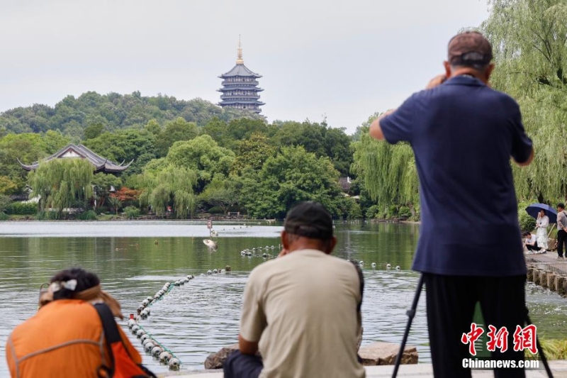 杭州西湖“鱼跃龙门”吸引游人