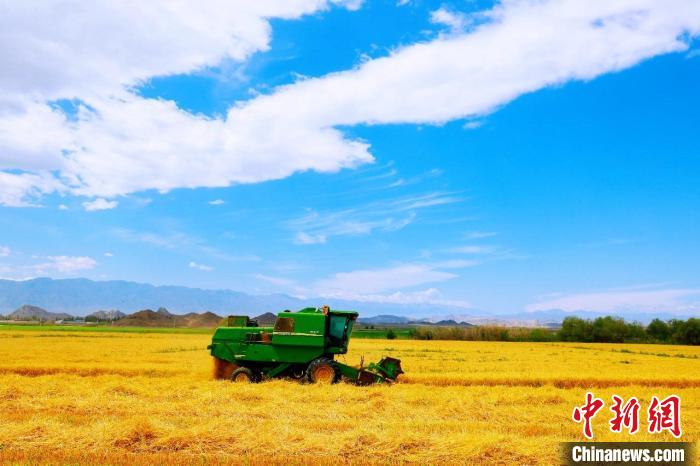 开镰收割！新疆博州13.5万亩小麦喜获歉收