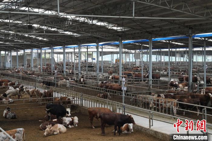 养牛场内目前存栏约1000头肉牛。　王以照 摄