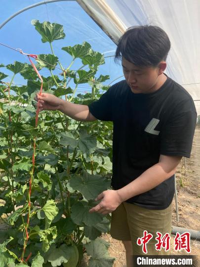 图为“00后”新农人赵锦畑在自家大棚检查蜜瓜种植情况。　宋丹 　摄