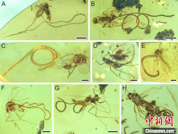 约1亿年前详尽琥珀标本“揭秘”线虫寄生行动演化