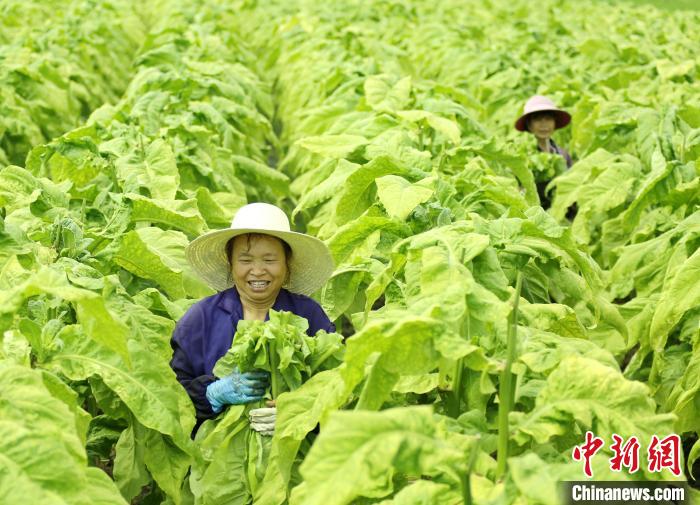 红土地上振兴路：特色产业带动让村民在“家门口”增收致富