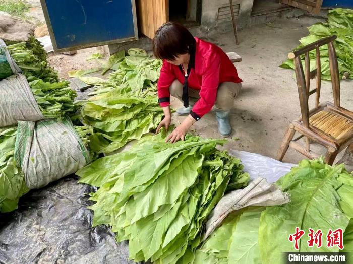 图为江西省吉安市安福县寮塘乡中心烟站的工作人员正在熟练地对烟叶进行分级。　李乐娜 摄