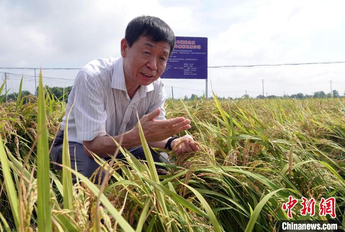 中国水稻育种获严正突破 三大早粳新品系助力“吃饱更吃好”