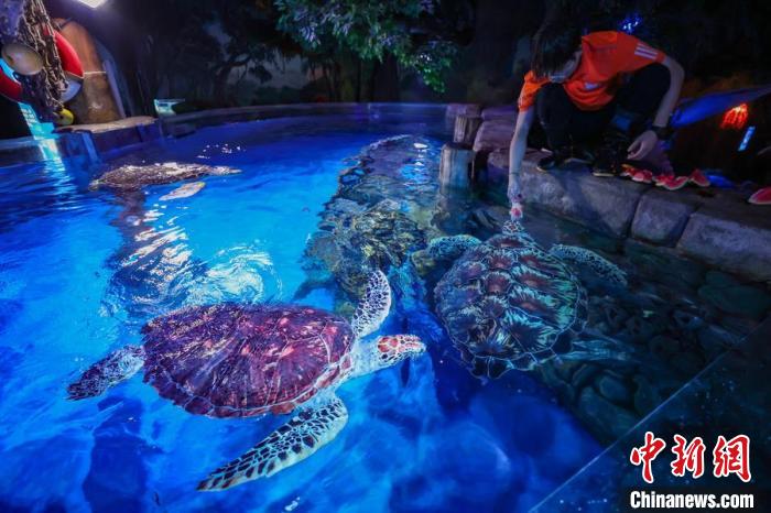 萌化了！南京海底世界海洋动物花式消暑“逍遥”度夏