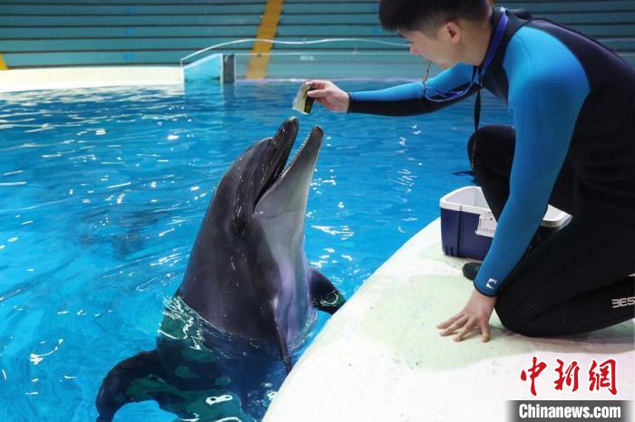 饲养员给海豚喂食特制的营养“果冻”。　泱波 摄