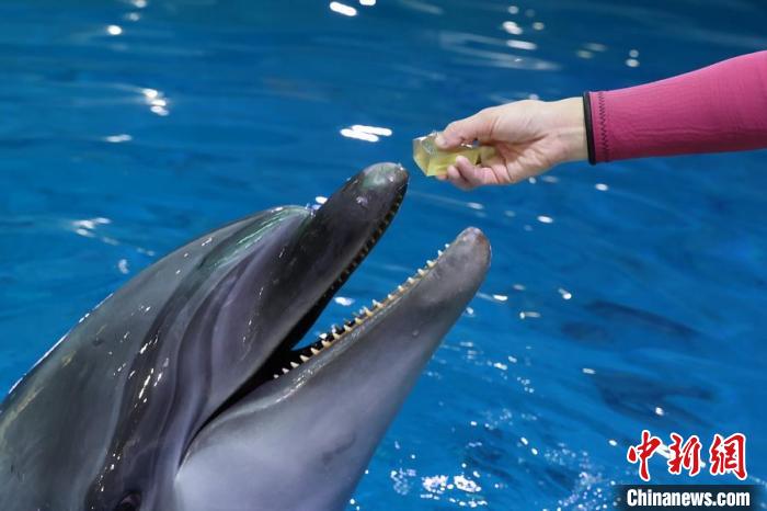 海豚品尝营养“果冻”。　泱波 摄